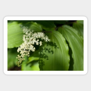 False Solomon's Seal Sticker